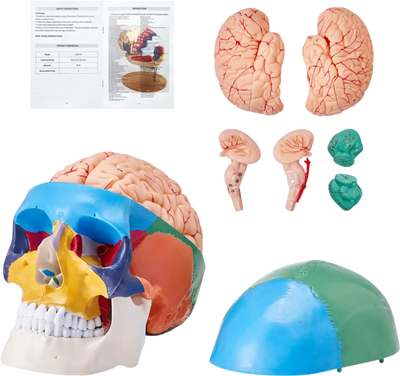 Vevor Skull Model Life-Size Painted Human Anatomy Learning Model New