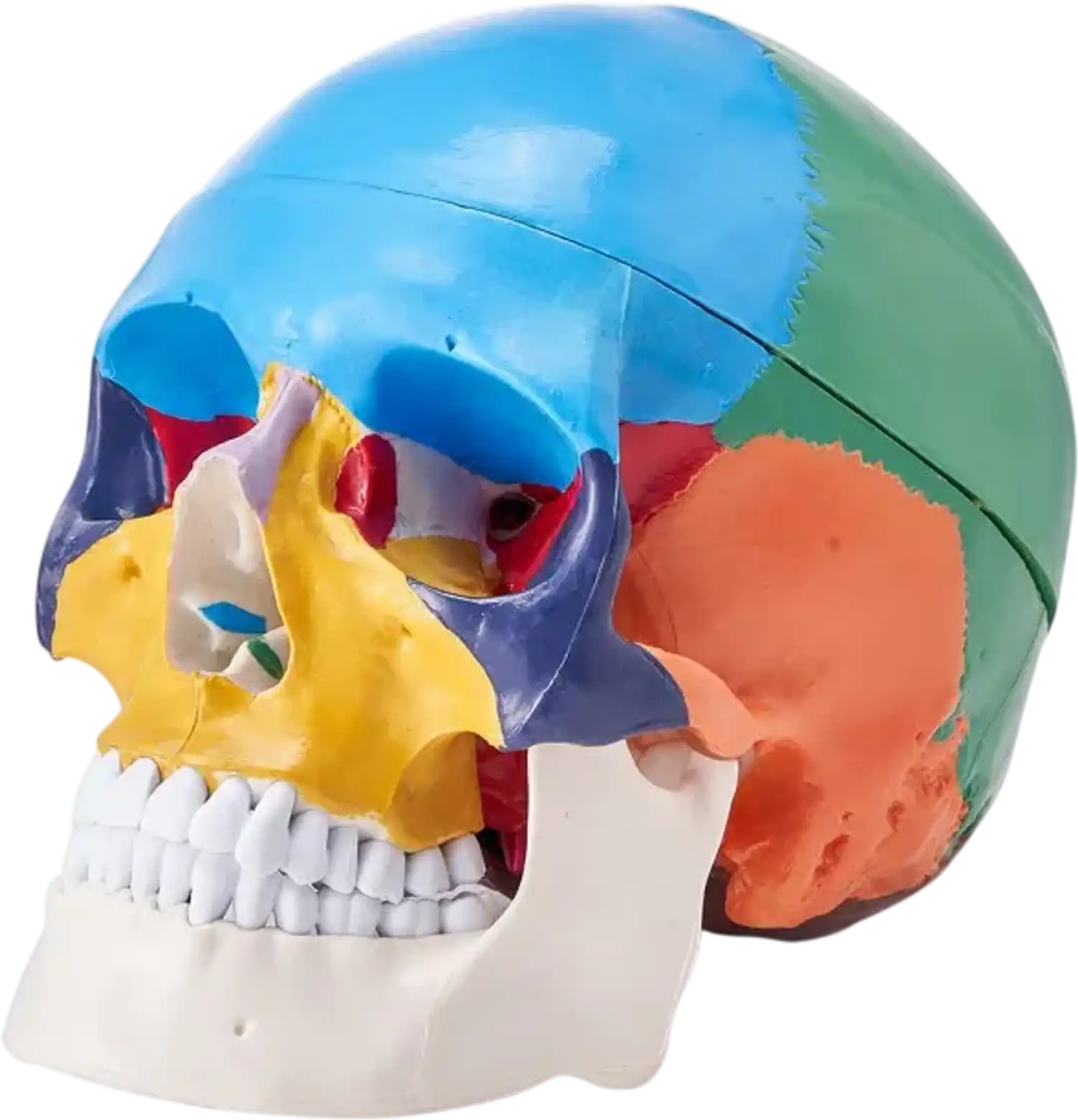 Vevor Human Skull Model Life-Size 3-Part Painted Anatomy Skull New