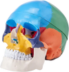VEVOR Human Skull Model, 3 Parts Human Skull Anatomy, Life-Size Painted Anatomy Skull Model, PVC Anatomical Skull, Detachable Learning Skull Model, for Professional Teaching, Researching and Learning
