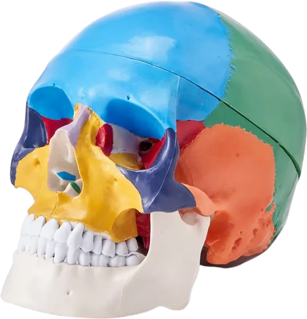 VEVOR Human Skull Model, 3 Parts Human Skull Anatomy, Life-Size Painted Anatomy Skull Model, PVC Anatomical Skull, Detachable Learning Skull Model, for Professional Teaching, Researching and Learning