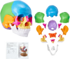 VEVOR Human Skull Model, 22 Parts Human Skull Anatomy, Life-Size Painted Anatomy Skull Model, PVC Anatomical Skull, Detachable Learning Skull Model, for Professional Teaching, Researching and Learning