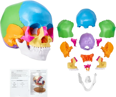 Vevor Human Skull Model Life-Size 22-Part Painted Anatomy Learning Model New