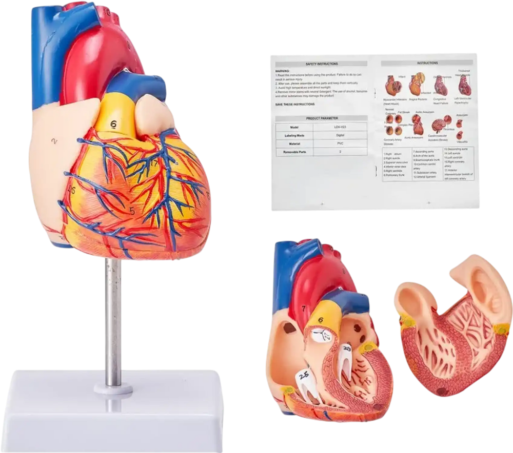 VEVOR Human Heart Model, 2-Part 1:1 Life Size, Anatomically Accurate Numbered Anatomical Heart Model with Anatomically Correct Structures, Magnetic Design, Held Together on Display Base for Learning