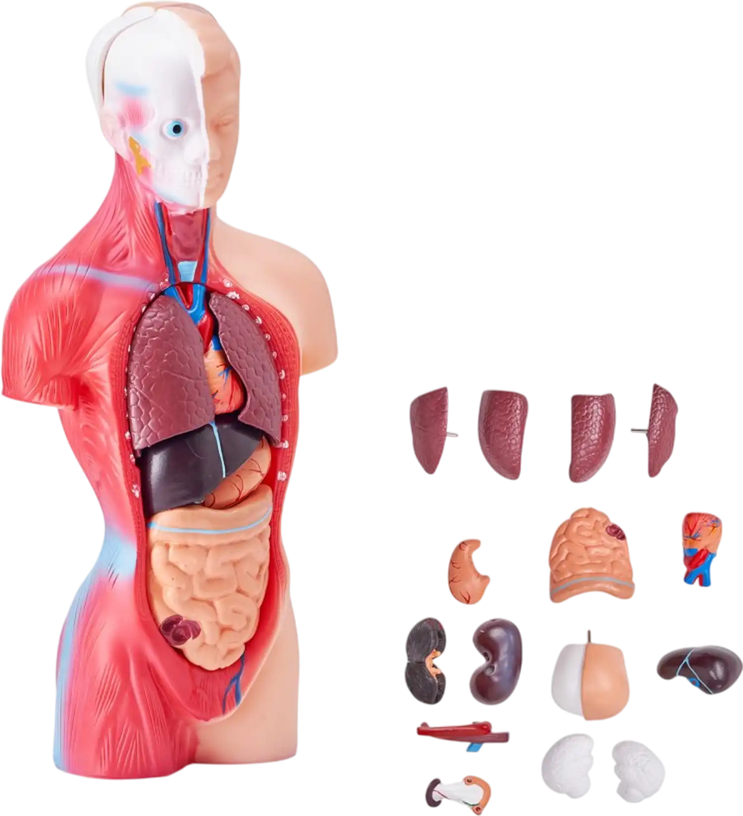 Vevor Human Body Model 11