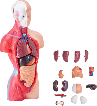 Vevor Human Body Model 11