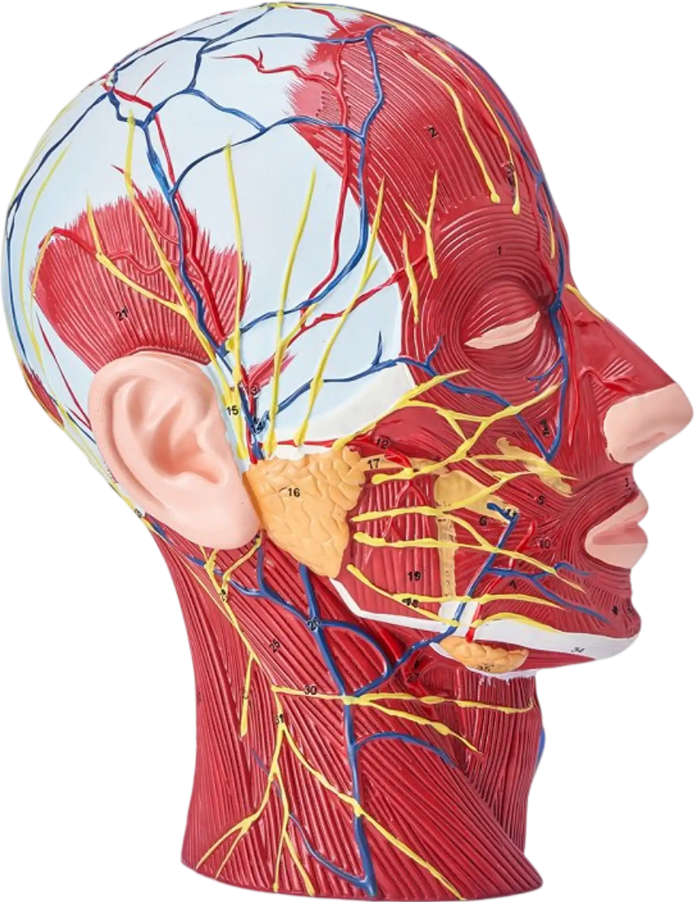 VEVOR Human Half Head Superficial Neurovascular Model with Musculature, 1:1 Life Size Anatomical Head Neck Model Skull and Brain for Professional Teaching Learning, Kids Learning Education Display