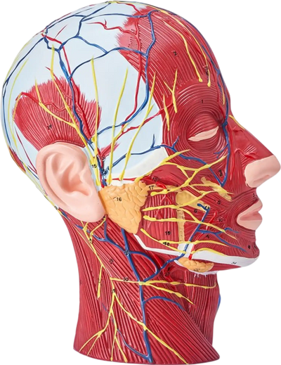 Vevor Anatomical Head Model Human Half Head Superficial Neurovascular with Musculature 1:1 Life Size New