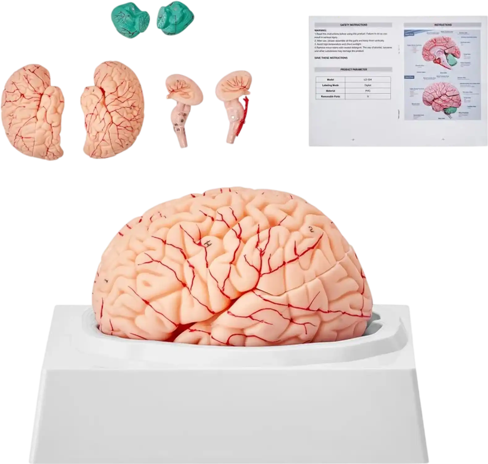 Vevor Brain Model 1:1 Life-Size 9-Part Human Anatomical Model with Labels & Display Base New