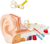 VEVOR Human Ear Anatomy Model, 3 Parts 5 Times Enlarged Human Ear Model Displaying Outer, Middle, Inner Ear with Base, Professional PVC Anatomical Ear Model for Education Physiology Study Teaching