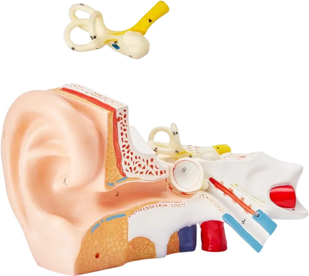 VEVOR Human Ear Anatomy Model, 3 Parts 5 Times Enlarged Human Ear Model Displaying Outer, Middle, Inner Ear with Base, Professional PVC Anatomical Ear Model for Education Physiology Study Teaching