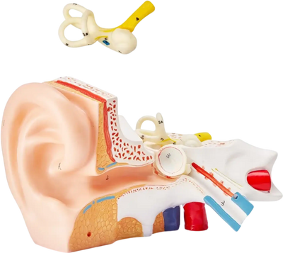 Vevor Human Ear Anatomy Model 3-Part 5x Enlarged with Base New