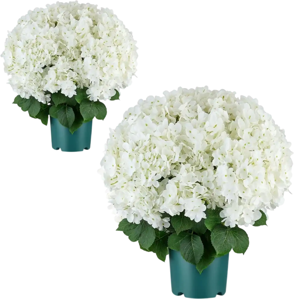 VEVOR Artificial Potted Hydrangeas 20 in 2-Pack Fake Flower Plants White, for Porch, Patio, Entryway, & Home Decor, Indoor & Outdoor Use, Silk and PE Blooms in Pots, Ready to Display Faux Plants