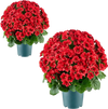 VEVOR Artificial Potted Geraniums 20 in 2-Pack Fake Flower Plants Decor Red, for Porch, Patio, Entryway, & Home Decor, Indoor & Outdoor Use, Silk and PE Blooms in Pots, Ready to Display Faux Plants