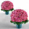 VEVOR Artificial Potted Geraniums 20 in 2-Pack Fake Flower Plants Deep Pink, for Porch, Patio, Entryway, & Home Decor, Indoor & Outdoor Use, Silk and PE Blooms in Pots, Ready to Display Faux Plants