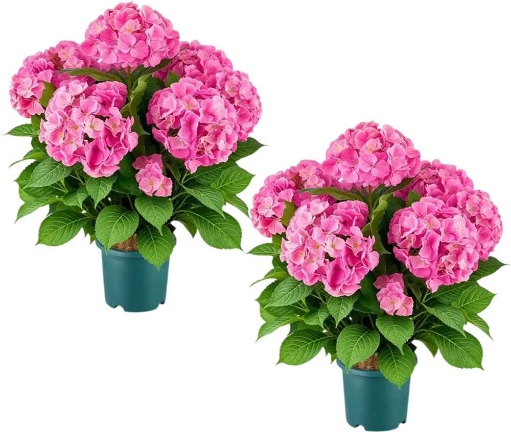 VEVOR Artificial Potted Hydrangeas 28 in 2-Pack Fake Flower Plants Deep Pink, for Porch, Patio, Entryway, & Home Decor, Indoor & Outdoor Use, Silk and PE Blooms in Pots, Ready to Display Faux Plants