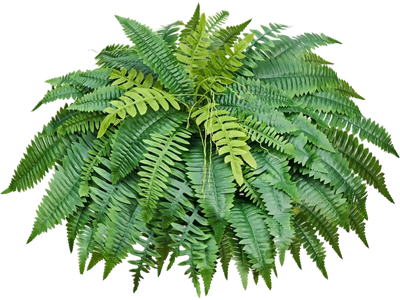 Vevor Artificial Ferns 50
