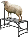 VEVOR Goat & Sheep Stand, 51x23 inch Livestock Stand, Metal Livestock Milking and Shearing Stand 21" to 33" Adjustable Height, with Headpiece and Nose Loop, 500lbs Loading Weight, Black