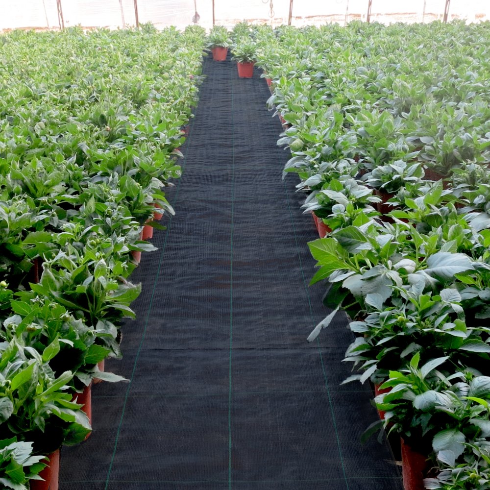 VEVOR 3FTx50FT Premium Weed Barrier Fabric Heavy Duty 5OZ, Woven Weed Control Fabric, High Permeability Good for Flower Bed, Geotextile Fabric for Underlayment, Polyethylene Ground Cover