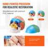 VEVOR Human Skull Model, 8 Parts Brain & 3 Parts Skull, Life-Size Painted Anatomy Skull Model, PVC Anatomical Skull, Detachable Learning Skull Model for Professional Teaching, Researching and Learning