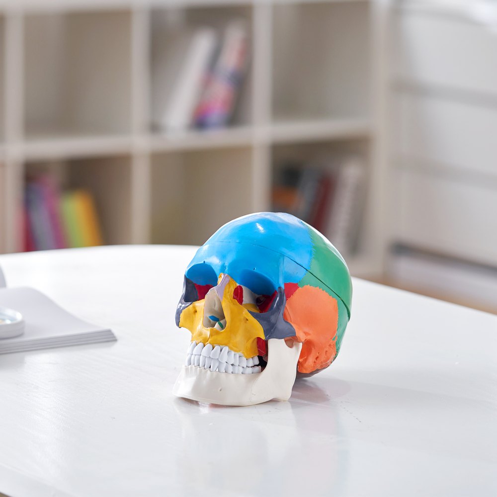 VEVOR Human Skull Model, 8 Parts Brain & 3 Parts Skull, Life-Size Painted Anatomy Skull Model, PVC Anatomical Skull, Detachable Learning Skull Model for Professional Teaching, Researching and Learning