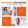 VEVOR Human Half Head Superficial Neurovascular Model with Musculature, 1:1 Life Size Anatomical Head Neck Model Skull and Brain for Professional Teaching Learning, Kids Learning Education Display
