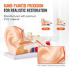 VEVOR Human Ear Anatomy Model, 3 Parts 5 Times Enlarged Human Ear Model Displaying Outer, Middle, Inner Ear with Base, Professional PVC Anatomical Ear Model for Education Physiology Study Teaching