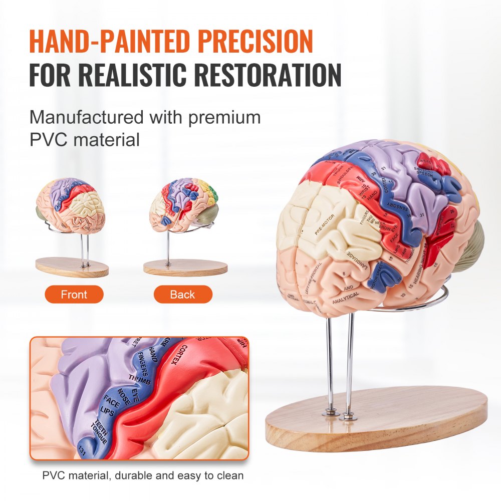 VEVOR Human Brain Model Anatomy, 2X Life-Size 4-Part Human Brain Anatomical Model with Labels & Display Base, Color-Coded Detachable Brain Model for Science Research Teaching Learning Study Display