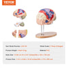 VEVOR Human Brain Model Anatomy, 2X Life-Size 4-Part Human Brain Anatomical Model with Labels & Display Base, Color-Coded Detachable Brain Model for Science Research Teaching Learning Study Display