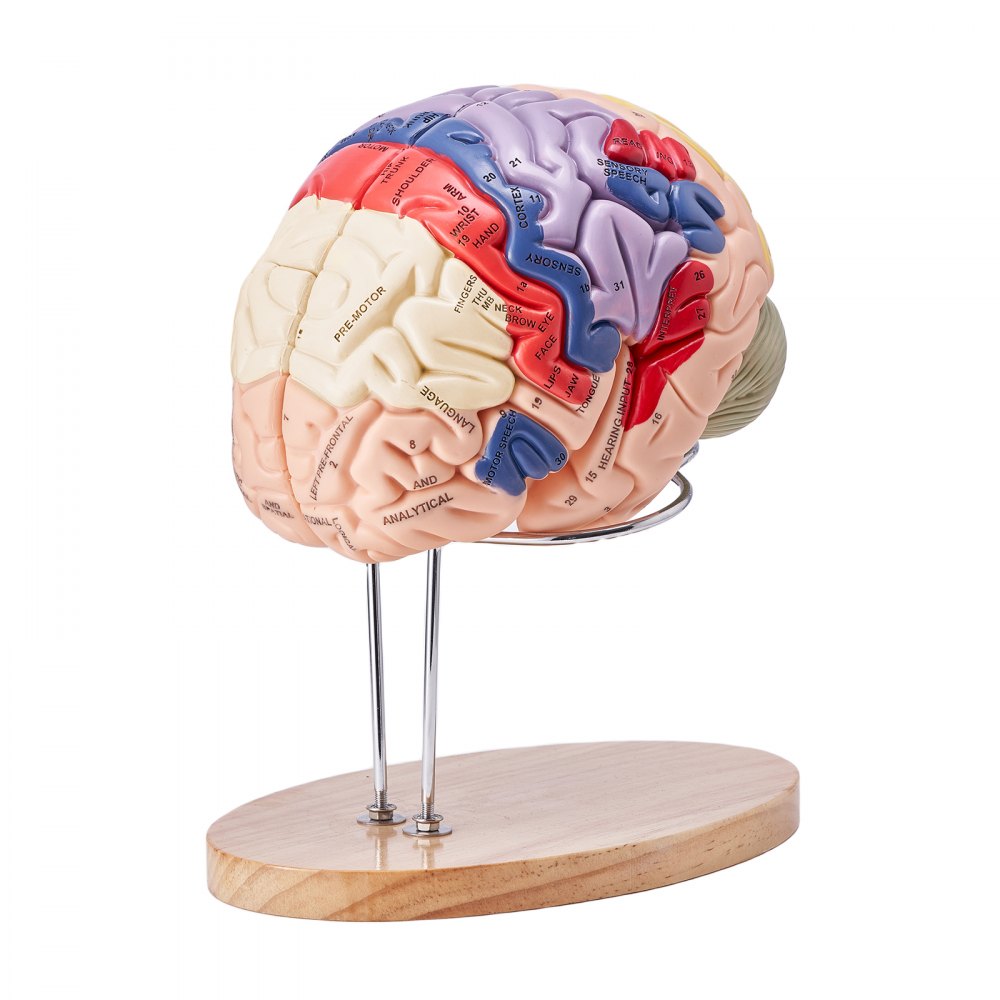 VEVOR Human Brain Model Anatomy, 2X Life-Size 4-Part Human Brain Anatomical Model with Labels & Display Base, Color-Coded Detachable Brain Model for Science Research Teaching Learning Study Display