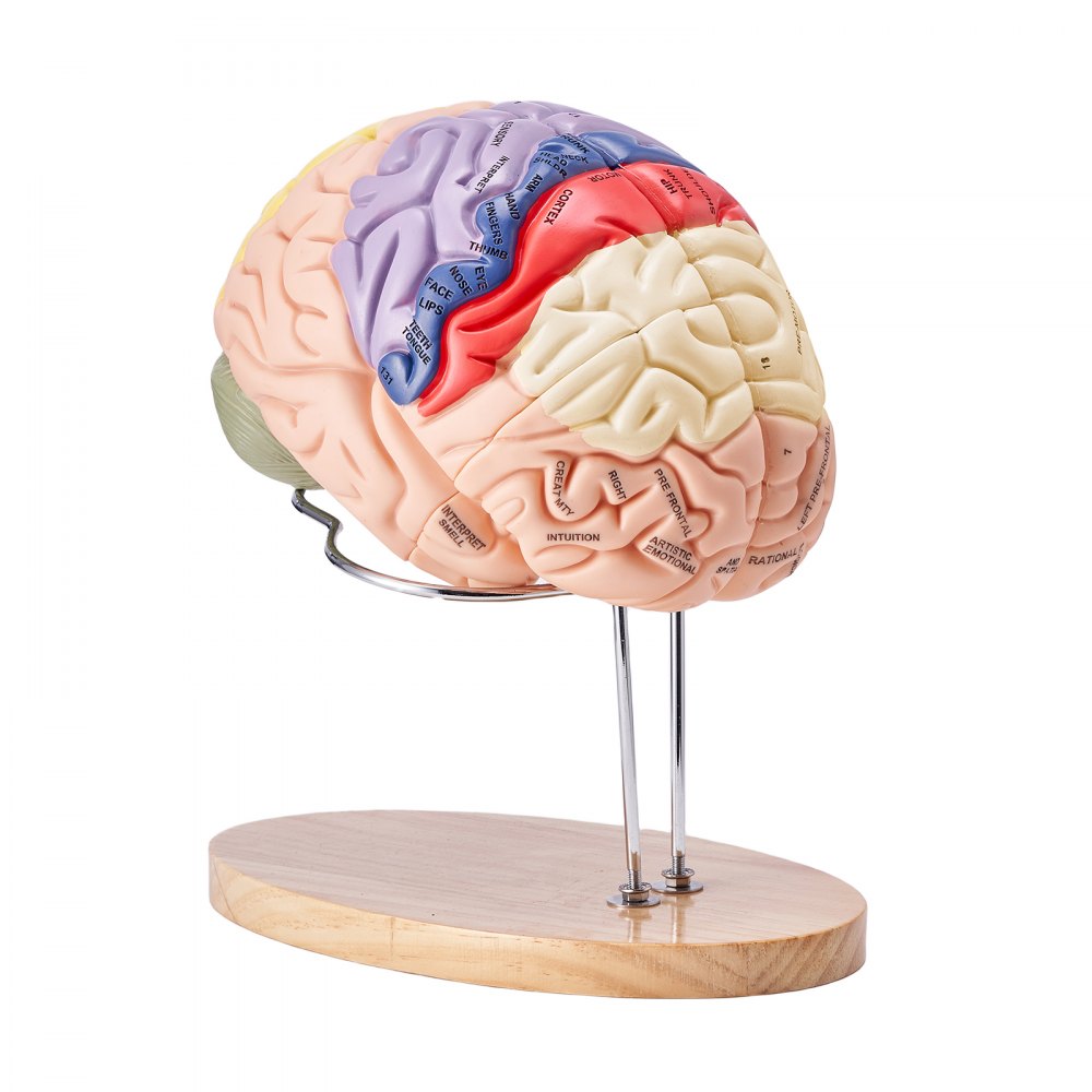 VEVOR Human Brain Model Anatomy, 2X Life-Size 4-Part Human Brain Anatomical Model with Labels & Display Base, Color-Coded Detachable Brain Model for Science Research Teaching Learning Study Display