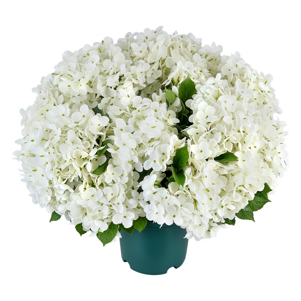 VEVOR Artificial Potted Hydrangeas 20 in 2-Pack Fake Flower Plants White, for Porch, Patio, Entryway, & Home Decor, Indoor & Outdoor Use, Silk and PE Blooms in Pots, Ready to Display Faux Plants