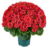 VEVOR Artificial Potted Geraniums 20 in 2-Pack Fake Flower Plants Decor Red, for Porch, Patio, Entryway, & Home Decor, Indoor & Outdoor Use, Silk and PE Blooms in Pots, Ready to Display Faux Plants