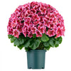 VEVOR Artificial Potted Geraniums 20 in 2-Pack Fake Flower Plants Deep Pink, for Porch, Patio, Entryway, & Home Decor, Indoor & Outdoor Use, Silk and PE Blooms in Pots, Ready to Display Faux Plants