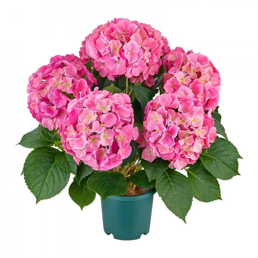 VEVOR Artificial Potted Hydrangeas 28 in 2-Pack Fake Flower Plants Deep Pink, for Porch, Patio, Entryway, & Home Decor, Indoor & Outdoor Use, Silk and PE Blooms in Pots, Ready to Display Faux Plants