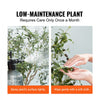 VEVOR Artificial Olive Tree, 5 FT Tall Faux Plant, Secure PE Material & Anti-Tip Tilt Protection Low-Maintenance Plant, Lifelike Green Fake Potted Tree for Home Office Warehouse Decor Indoor Outdoor