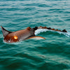 VEVOR Remote Control Manta Ray Toy, 2.4GHz High Simulation Robot Manta Ray with Light, 2 Rechargeable Batteries, for Pool, Bathtub or Lake, Swimming RC Boat Toy for 6+ Year Old Boys and Girls Gift